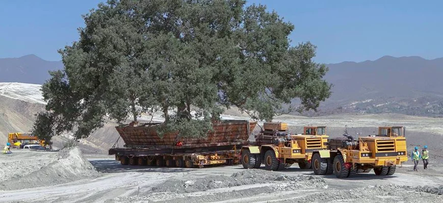Transport exceptionnel : l’arbre et la route