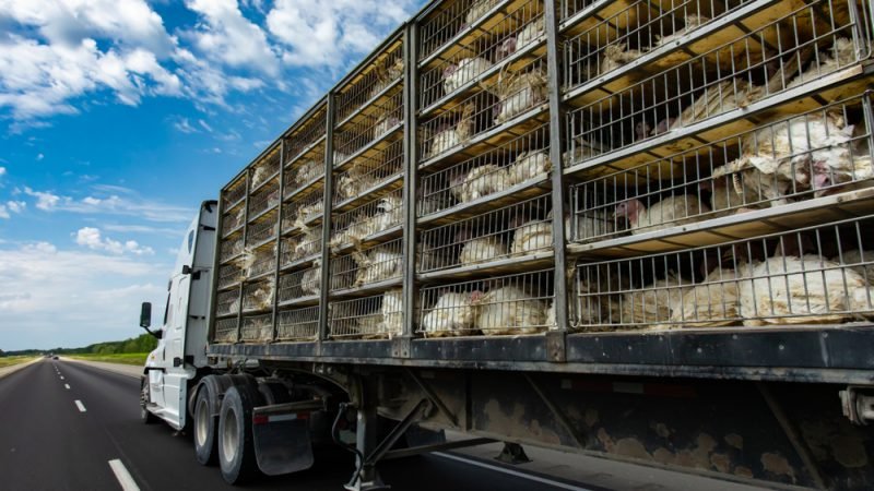 Transport animaux vivants Route Camion