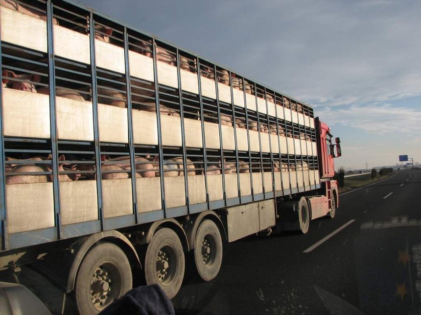 Transport d'animaux vivants