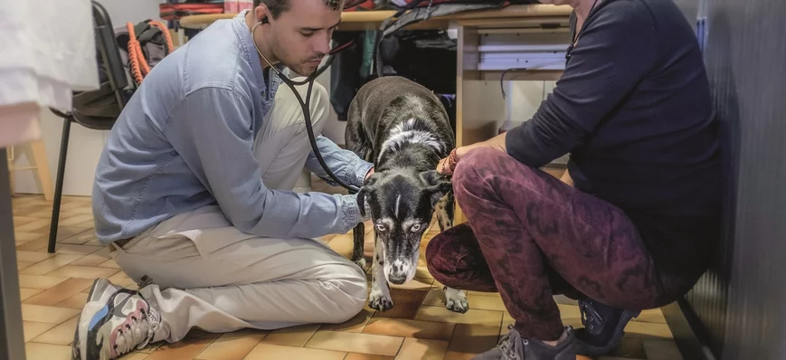 SoliVet : quand l'accompagnement social inclut les
