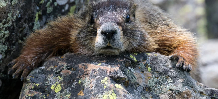 Et la marmotte...